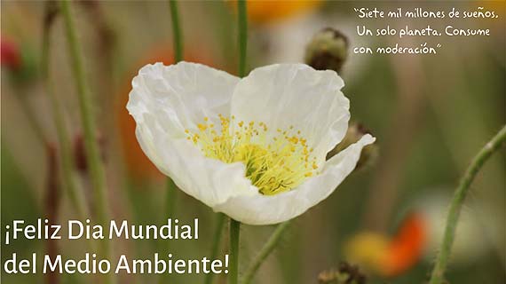 ¡Feliz Día Mundial del Medio Ambiente!